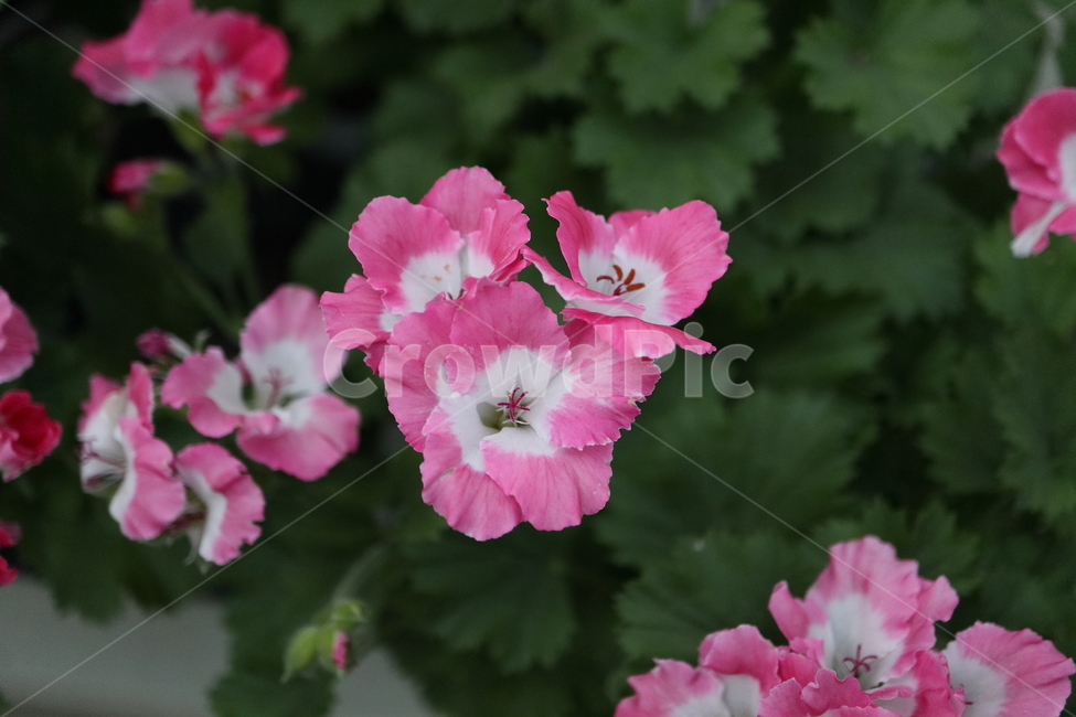 geranium,제라늄,plant,식물,blossom,꽃,flower,버뮤다,펠라고늄,pelargonium,로즈핑크,버뮤다핑크