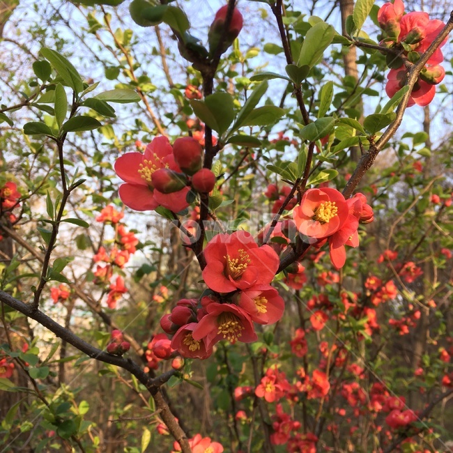 식물,plant,꽃,빨간꽃,빨강,빨간,red,redflower,봄,식물,자연,plants,nature,꽃,flower
