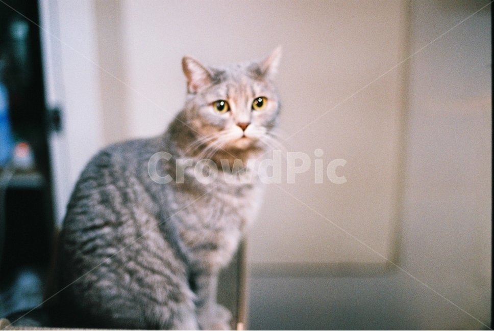 고양이,캣,고양이장난감,따뜻함,포근함,필름사진,동물,animal,포유류,mammal,고양이,cat,kitten,kitty,감성,sensible,feeling
