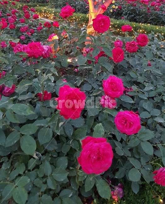 장미,꽃,자연,꽃밭,분홍,빨강,잎,식물,자연,plants,nature,꽃,flower