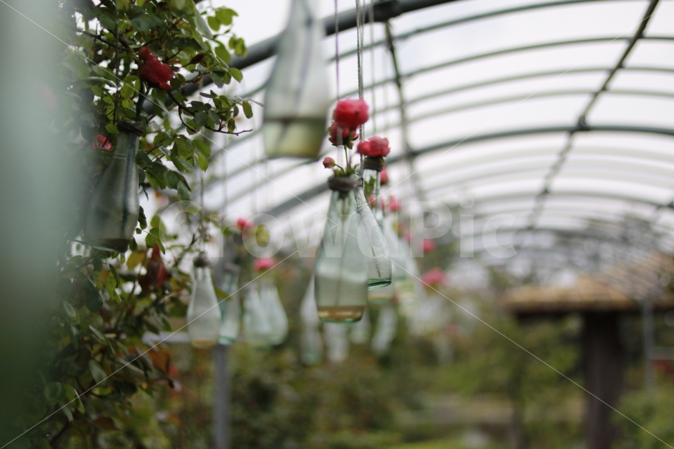 제주도,노리매공원,꽃병,비닐하우스,감성,식물,자연,plants,nature,꽃,flower