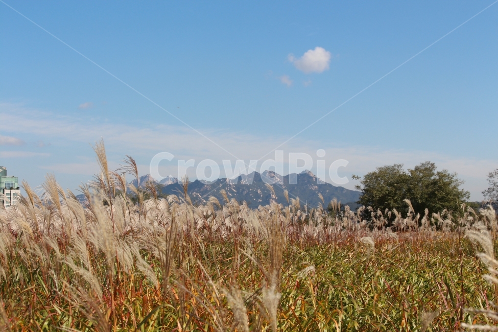 가을,하늘,북한산,구름,억새,가을,계절,fall,autumn,season,자연,풍경,nature,landscape,한국자연풍경,한국자연경관,korea nature landscape,plant,식물,grass,잔디,lawn,reed,갈대