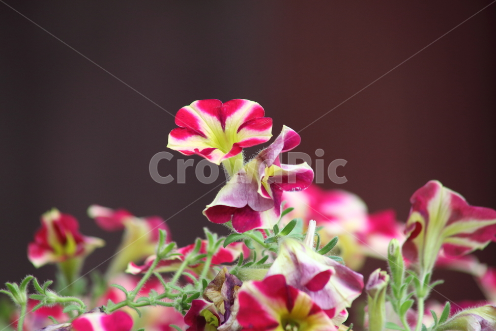 페튜니아,관상식물,petunia,petuniahybridavilm,commongardenpetunia