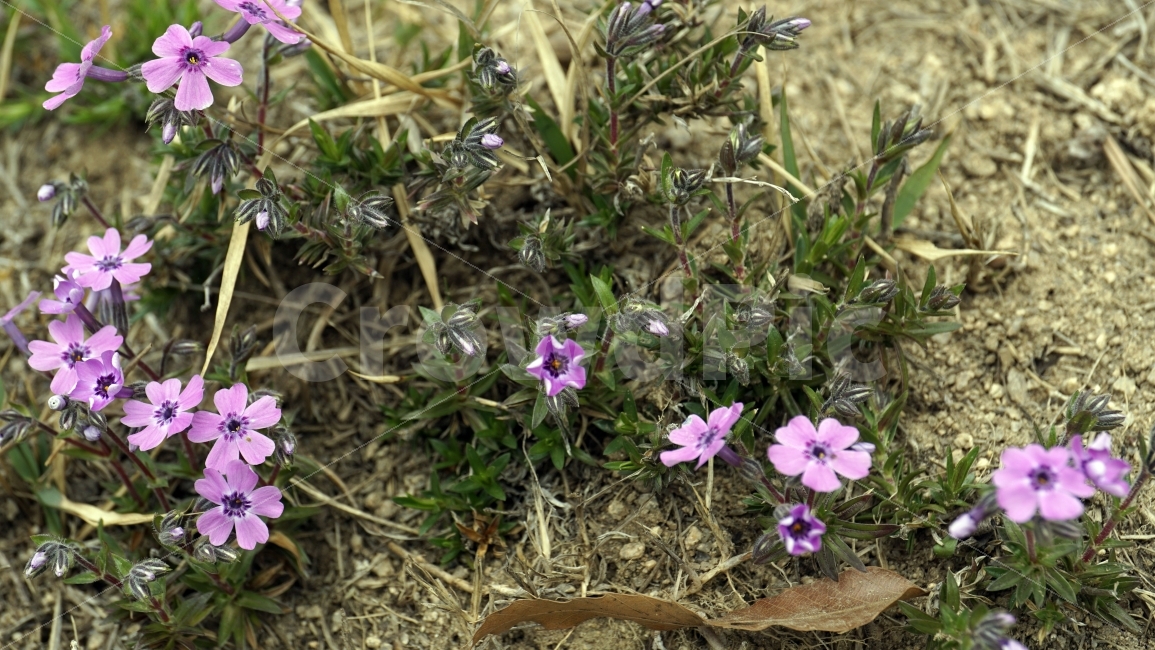 봄,꽃,플라워,spring,flower,봄꽃,식물,자연,이파리,풀,산,산속,산길,산책,산보,4월,화단,꽃밭,nature,april,환경,지면패랭이꽃,꽃잔디,꽃잎,땅,토지,흙,식물,자연,plants,nature,꽃,flower