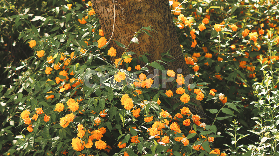 꽃,금잔화,노랑,자연,식물,식물,자연,plants,nature,꽃,flower