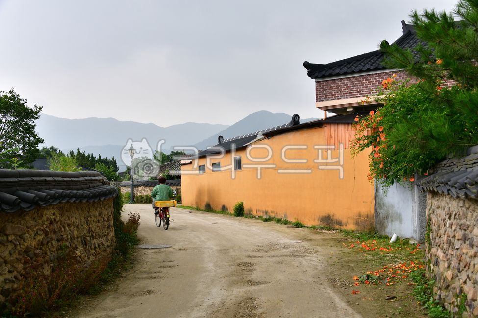 blossom,flower,꽃,능소화,능소화꽃,outdoors,옥외,plant,식물,담양창평슬로시티삼지내마을,담양창평슬로우시티,담양창평마을,담양슬로시티한옥마을,담양삼지내마을,창평삼지내마을,삼지내마을,돌담길,골목길,기와,기왓장,human,인간,person,사람,자전거