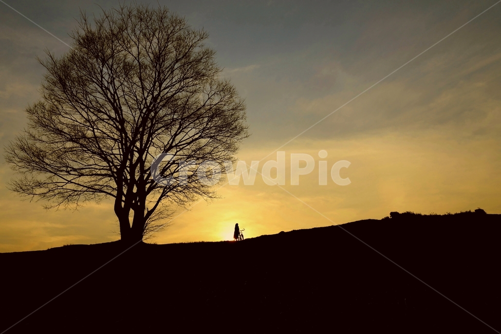 노을,나홀로나무,나무풍경,붉은노을,나무,자연,풍경,nature,landscape,실루엣,그림자,silhouette,shadow,tree,plant,식물