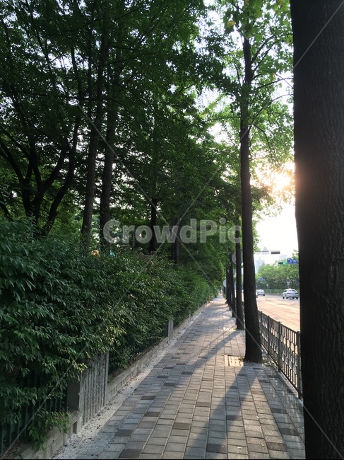 인도,가로수,도보,퇴근,그늘,노을,나무,은행나무