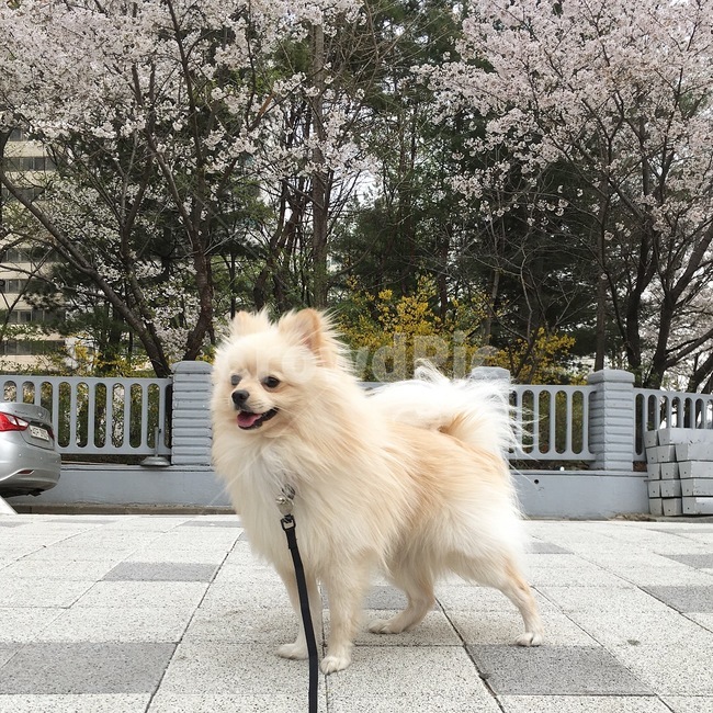 꽃,벚꽃,강아지,마실,개,반려견,동네,산책,봄,계절,spring,season,동물,animal,포유류,mammal,개,강아지,dog,doggy