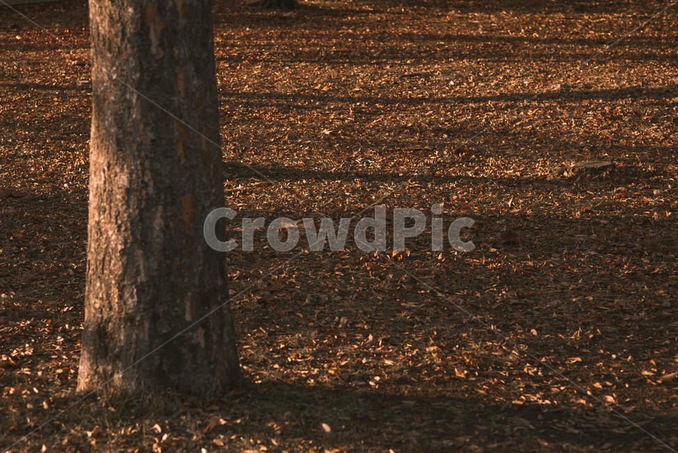 가을,배경,가을느낌,자연,자연풍경,가을배경,나뭇잎,leaf,단풍,가을,계절,fall,autumn,season,식물,자연,plants,nature