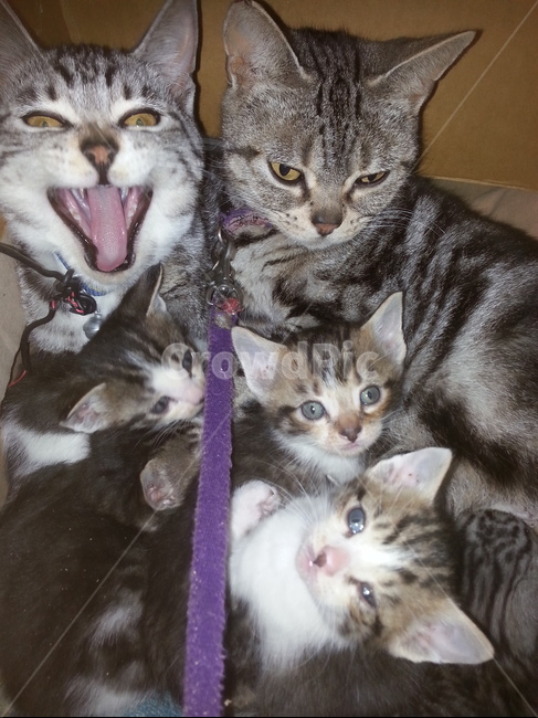 고양이,고양이가족,아메리카숏헤어,cat,귀여운