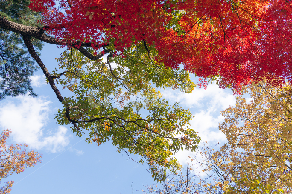 단풍,가을,산,낙엽,나무,시골,정원,맑은,하늘,가을,계절,fall,autumn,season,자연,풍경,nature,landscape,tree,plant,식물,leaf,잎,maple