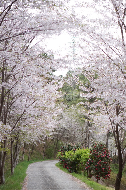 벚꽃,동백,봄,풍경,길,봄,계절,spring,season,자연,풍경,nature,landscape,plant,식물,flower,꽃,blossom