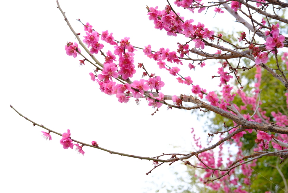 봄,봄꽃,꽃,매화,나들이,배경,배경화면,flower,flowers,spring,봄,계절,spring,season,plant,식물,blossom
