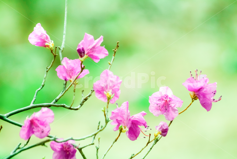 봄,꽃,진달래꽃,나무,아름다움,봄,계절,spring,season,식물,자연,plants,nature,꽃,flower,geranium,제라늄,blossom,plant