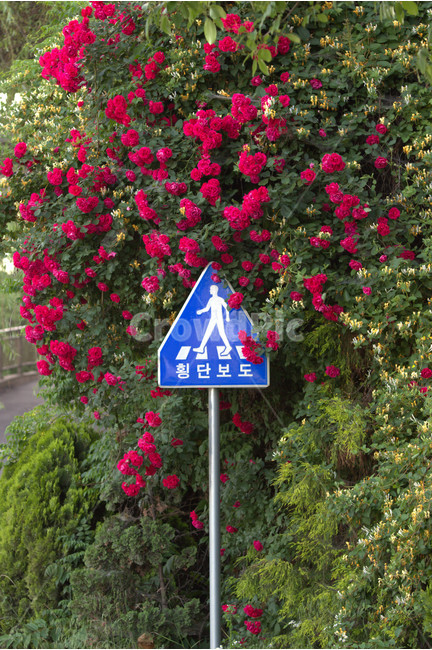 횡단보도,교통,표지판,장미,건널목,꽃,flower,교통,교통수단,traffic,transportation