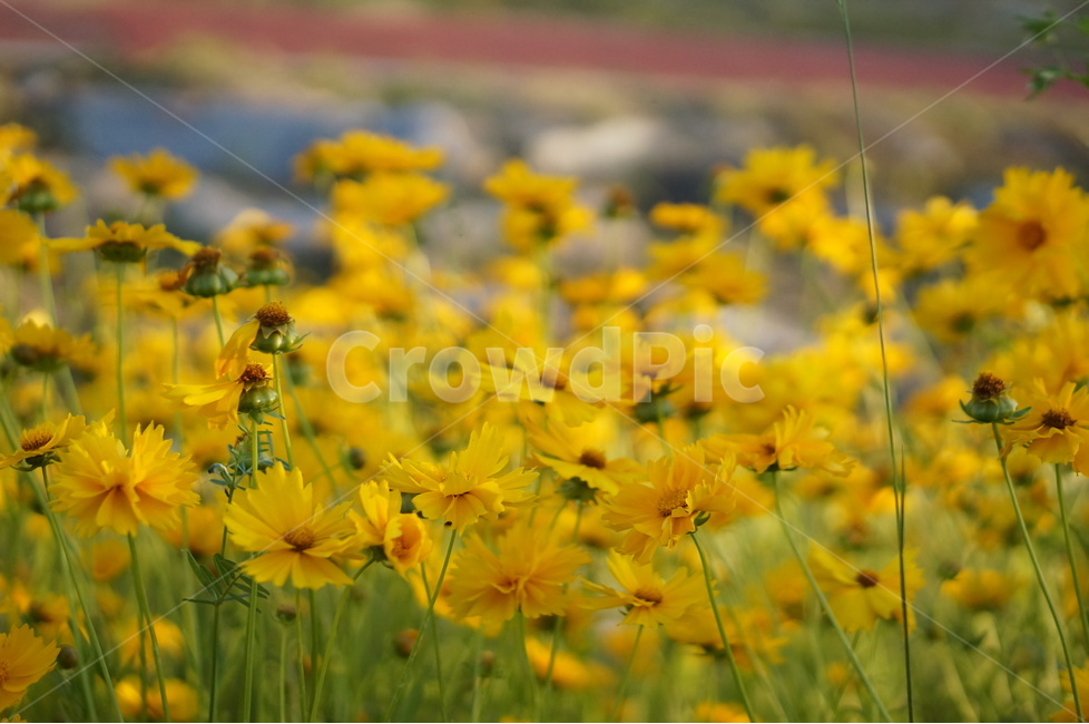 금계국,노랑,꽃,봄,풍경,식물,자연,plants,nature,꽃,flower