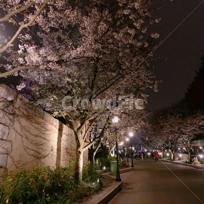 나무,밤,풍경,벚꽃,봄,자연,tree,plants,nature,season,spring,trees,wood,sensible,feeling,plant,색채,색감,색상,색깔,감성,color,colorsense,colorsensitivity,feelingofcolor,outdoors,꽃,cherryblossom,blossom,flower,식물,자연,plants,nature,꽃,flower,나무,trees,wood