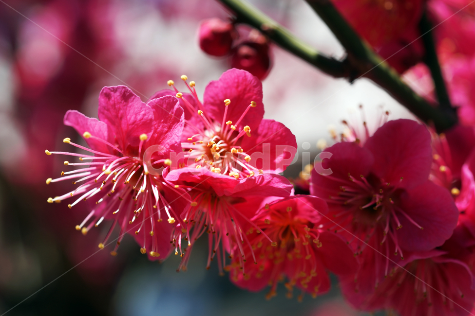 홍매화,매화,홍매,꽃,봄,계절,붉은색매화,식물,자연,plants,nature,꽃,flower