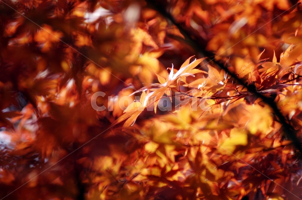 단풍,나무,plant,식물,maple,가을,계절,fall,autumn,season,식물,자연,plants,nature