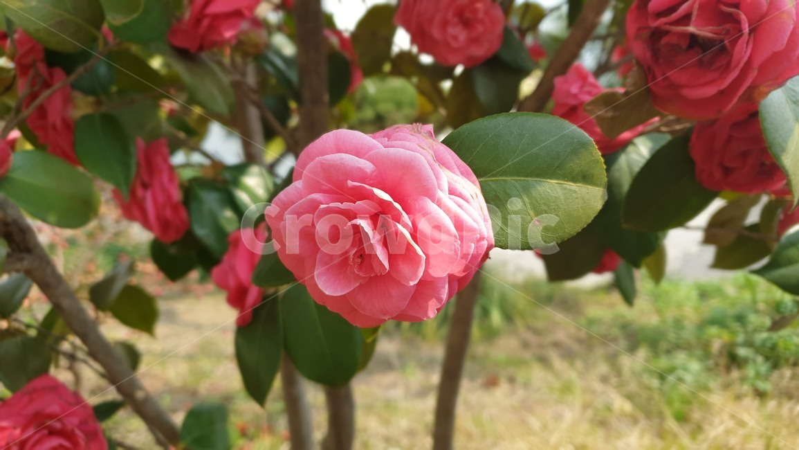 plant,식물,blossom,꽃,rose,장미,geranium,제라늄,동백