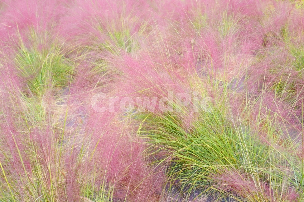핑크뮬리,꽃,바탕,빽그라운드,초록,핑크,꽃밭,가을,계절,fall,autumn,season,식물,자연,plants,nature