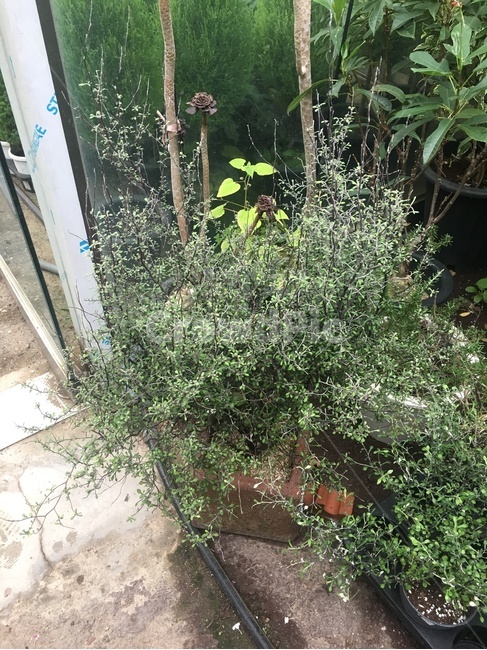 plant,식물,화분,허브,꽃시장
