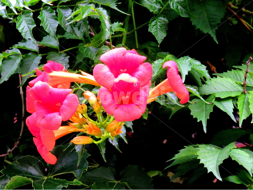 꽃,식물,능소화,flower,plant,식물,자연,plants,nature,꽃,flower