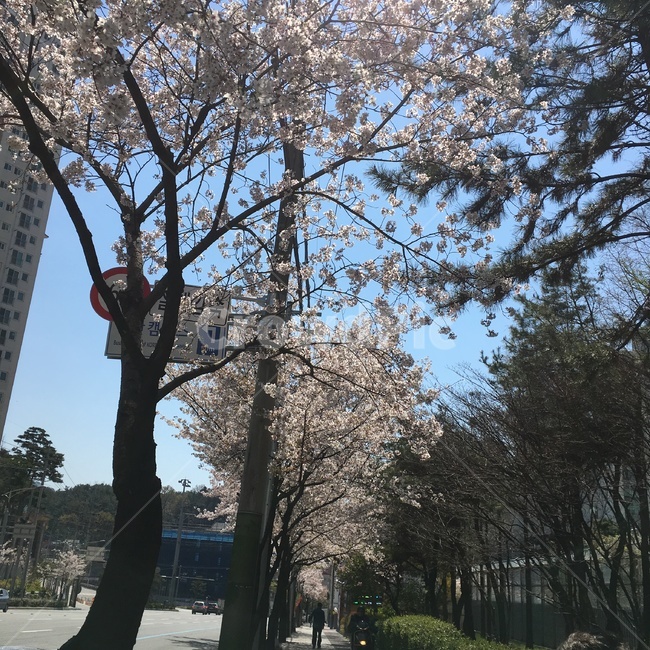 봄,벚꽃,출근길,화창한날씨,맑음,하늘,벚꽃나무,따스함,따뜻함,산책,산책로,풍경,자연,나무
