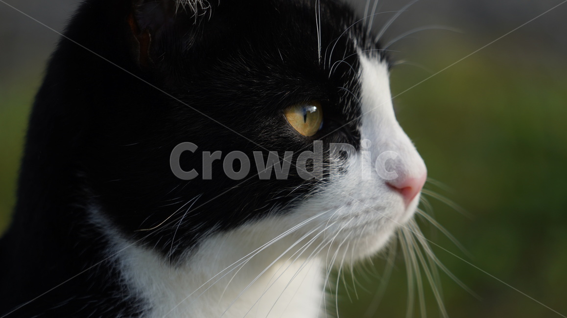 고양이,길고양이,고양이얼굴,cat,애완고양이,검정고양이,동물,animal,포유류,mammal,고양이,cat,kitten,kitty