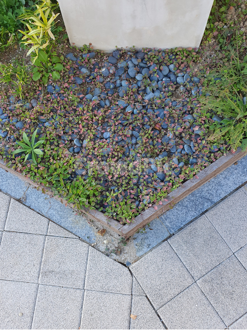 자갈,색감,배경,패턴,화단,공원,pattern,식물,plant,돌,texture,백그라운드,background