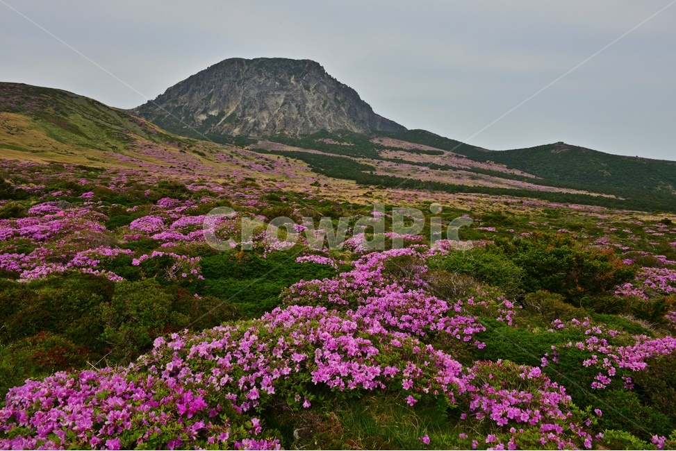 제주,한라산,한라산철쭉,한라산봄,봄,계절,철쭉,철쭉꽃,영실,윗세오름,언덕,plant,식물,nature,자연,outdoors,옥외,경치,경관,풍경,비경,제주비경,제주봄,자연,풍경,nature,landscape