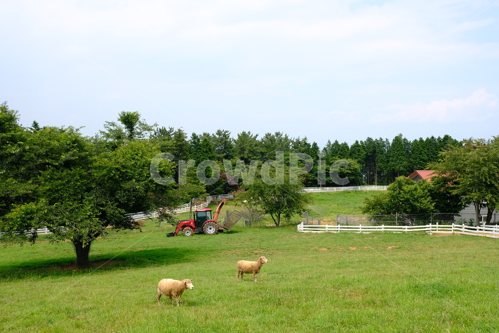 nature,자연,field,들,outdoors,옥외,grassland,목초지,rural,농촌,farm,농장,목축업,목장,livestock farming,ranching,pasture
