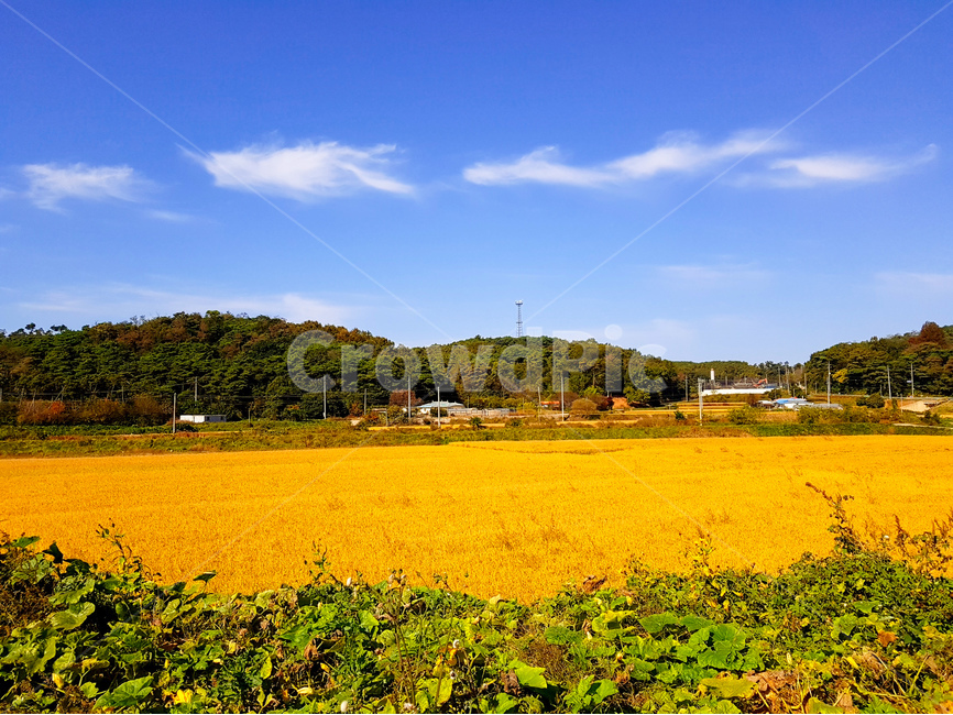 논,벼,풍경,가을,산,노랑,가을,계절,fall,autumn,season,자연,풍경,nature,landscape,한국자연풍경,한국자연경관,korea nature landscape,시골,마을,country,rural,town,field,들,outdoors,옥외,grassland,목초지,farm,농장,농촌