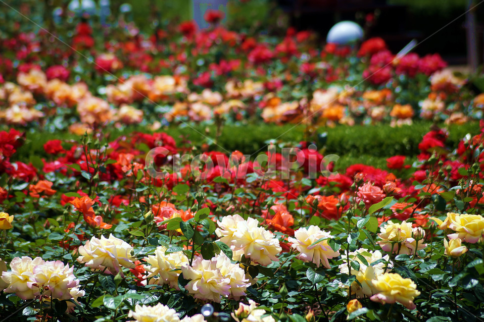 장미,rose,꽃,flower,꽃배경,식물,자연,plants,nature,꽃,flower