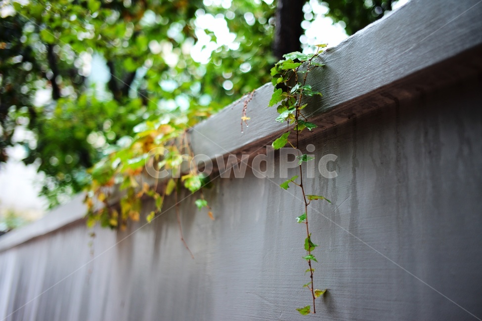plant,식물,이슬,넝쿨,비,rain,식물,자연,plants,nature
