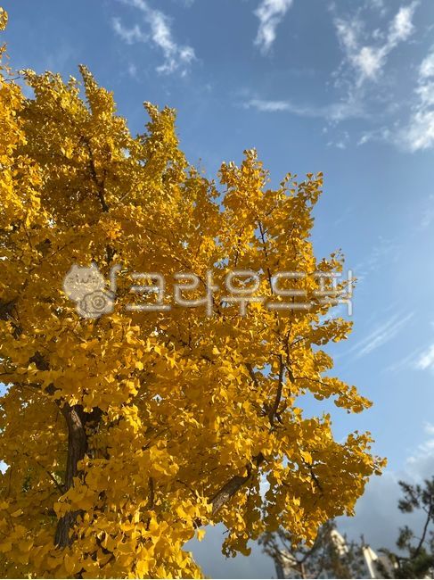 은행나무,단풍,가을,배경,배경화면,가을풍경,10월,autumn,fall,leaves,nature,october,yellowleaves,yellow,sunny,맑음,나무,식물,plant,tree