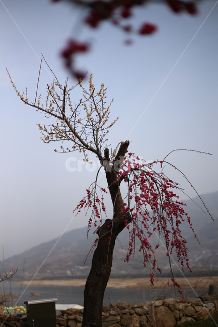 매화,홍매화,봄,식물,꽃,봄꽃,봄,계절,spring,season,식물,자연,plants,nature,꽃,flower,tree,나무,plant