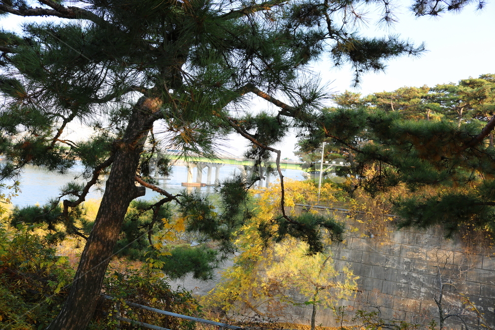 공원,선유도공원,한강공원,소나무,나무,양화대교,대교,다리,한강,자연,풍경,강,물,식물,자연,plants,nature,나무,trees,wood