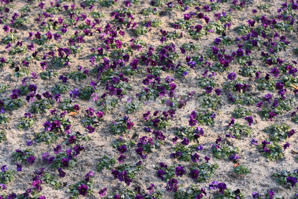 꽃,정원,튤립축제,식물,꽃밭,flower,garden,보라색꽃,purpleflower,귀여운꽃,purple,보라색,식물,자연,plants,nature,꽃,flower