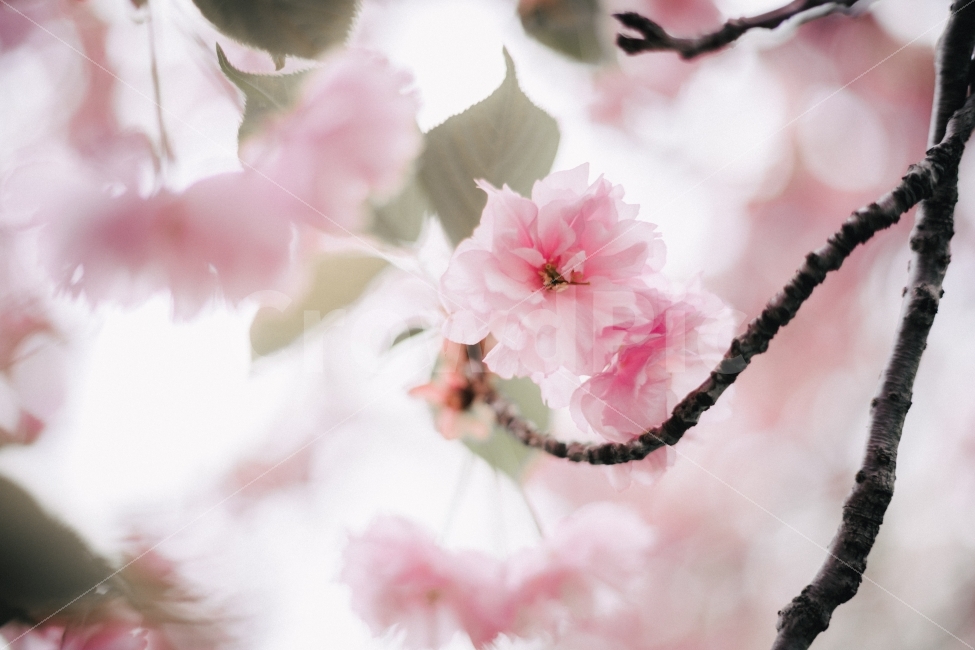 겹벚꽃,경주,불국사,불국사겹벚꽃,봄,식물,자연,plants,nature,감성,sensible,feeling,봄,계절,spring,season,꽃,flower,plant,blossom