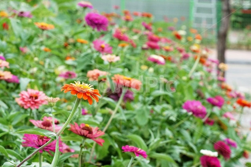 꽃,백일홍,자연,식물,분홍색,pink,flower,nature,green,초록색,노란색,yellow,식물,자연,plants,nature,꽃,flower