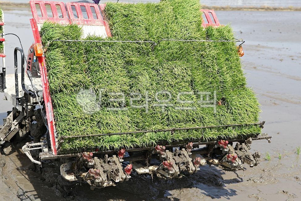 bed,agricultural machinery,planting rice,rice paddy,automatic,outdoor,what,Rice transplanter,machine,farming,plant,Agriculture,rice paddy farming