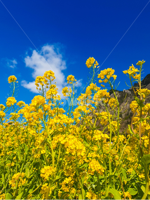 제주도,제주,jeju,jejudo,유채꽃,꽃,flower,산방산유채꽃밭,자연,nature,봄,spring,sky