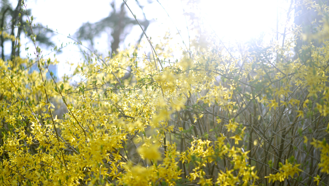 개나리,봄,봄꽃,봄길,봄날,꽃,봄,계절,spring,season,식물,자연,plants,nature,꽃,flower