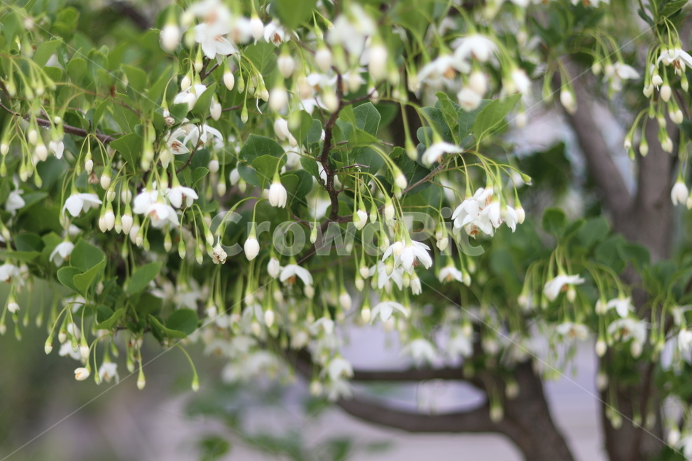 때죽나무꽃,흰색,꽃봉오리,봄,낮,봄,계절,spring,season,식물,자연,plants,nature,꽃,flower,plant,tree,나무,blossom