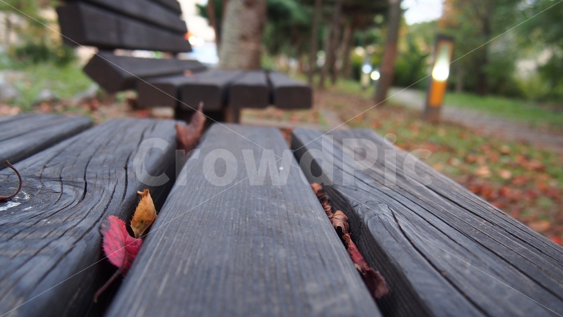 가을,산책,벤치,낙엽,단풍,고엽,가을,계절,fall,autumn,season,furniture,가구,wood,나무