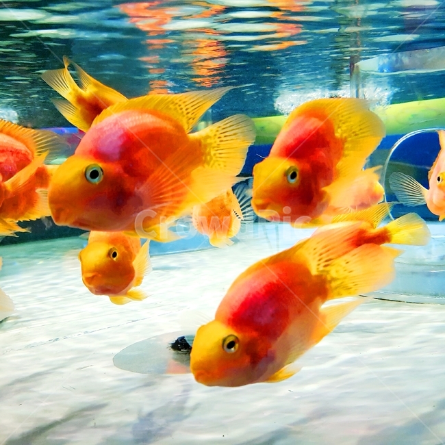 물고기,금붕어,수족관,바다,fish,빨간색,빨강,주황,노란색,물,sea,동물,animal,어류,물고기,fish
