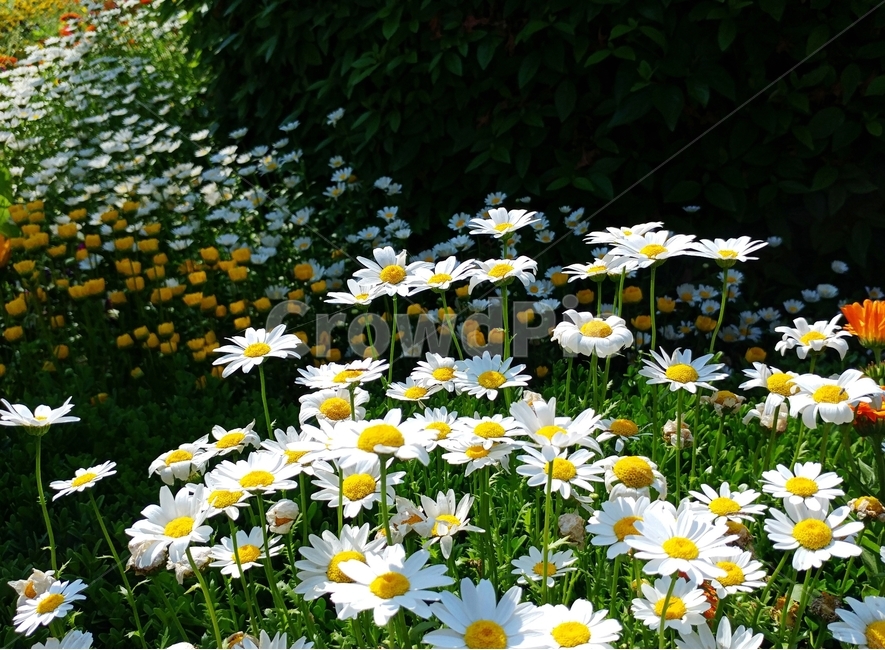 아침,햇살,데이지꽃,봄,자연,식물,자연,plants,nature,꽃,flower