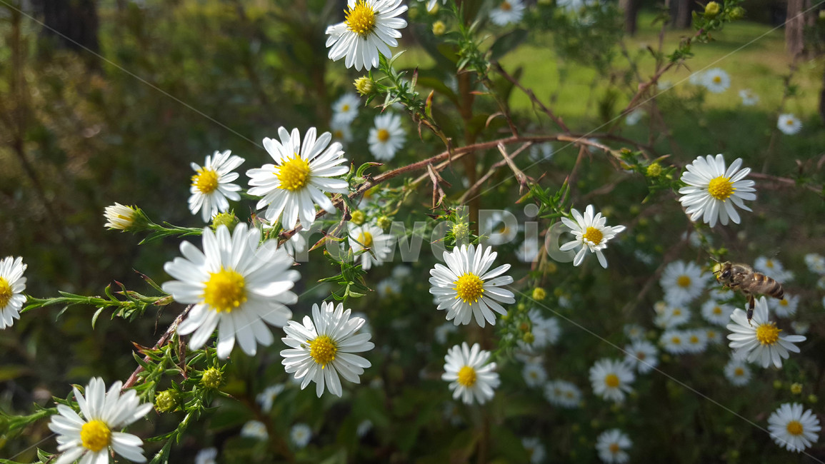 꽃,flower,근접,생화,야생화